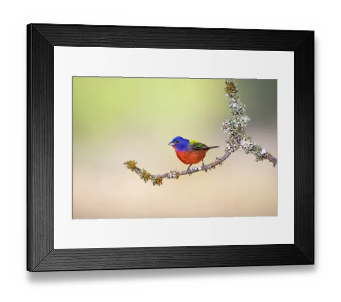 Framed Print : Painted Bunting (Passerina ciris) perched on lichen-covered limb Framed Print : Painted Bunting (Passerina ciris) perched on lichen-covered limb