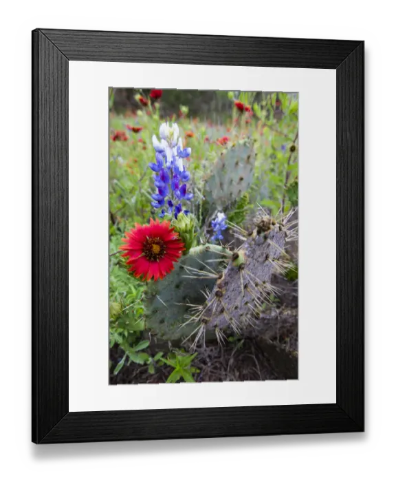 Framed Print : Firewheels and Bluebonnets with Prickly Pear Cactus Framed Print : Firewheels and Bluebonnets with Prickly Pear Cactus