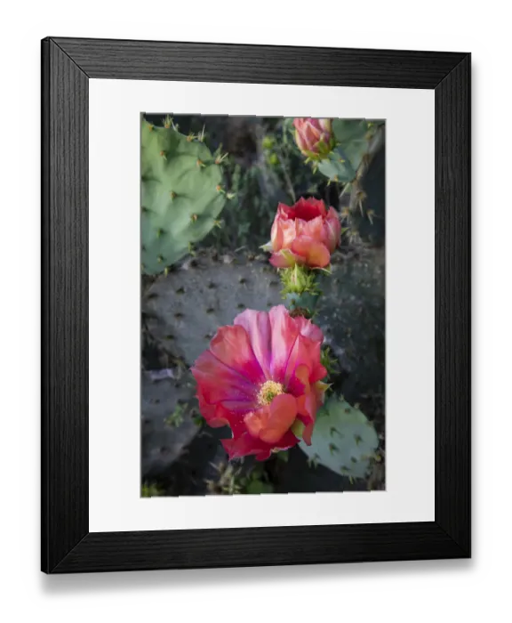Framed Print : Prickly Pear Cactus (Opuntia sp. ) blooming Framed Print : Prickly Pear Cactus (Opuntia sp. ) blooming