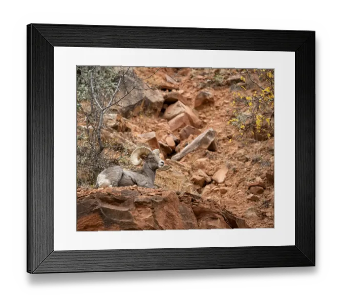 Framed Print : USA, Utah, Zion National Park, Bighorn sheep ram surveys his domain