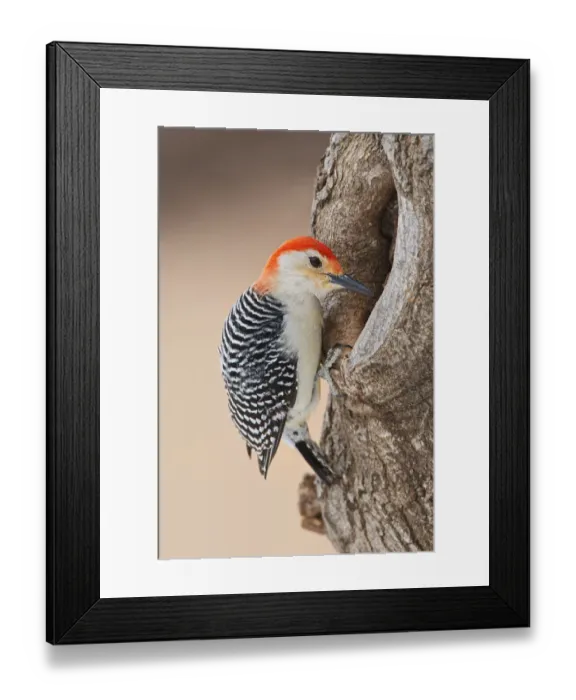 Framed Print : Red-bellied Woodpecker (Melanerpes carolinus) foraging Framed Print : Red-bellied Woodpecker (Melanerpes carolinus) foraging