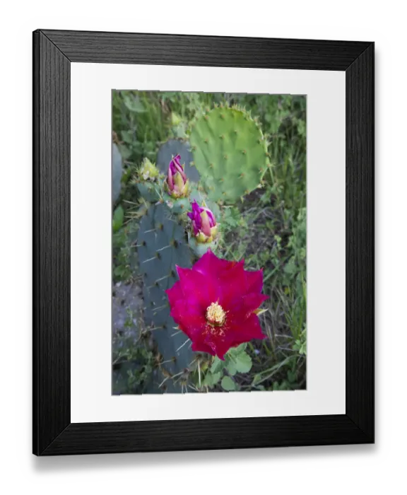 Framed Print : Prickly Pear Cactus (Opuntia sp. ) blooming Framed Print : Prickly Pear Cactus (Opuntia sp. ) blooming