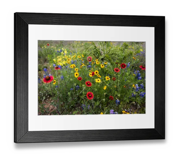 Framed Print : Wildflowers including Slender Greenthread and Firewheel Framed Print : Wildflowers including Slender Greenthread and Firewheel