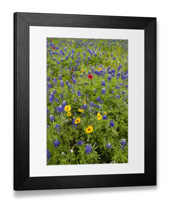 Framed Print : Wildflowers including Texas Bluebonnets (Lupinus texensis Framed Print : Wildflowers including Texas Bluebonnets (Lupinus texensis