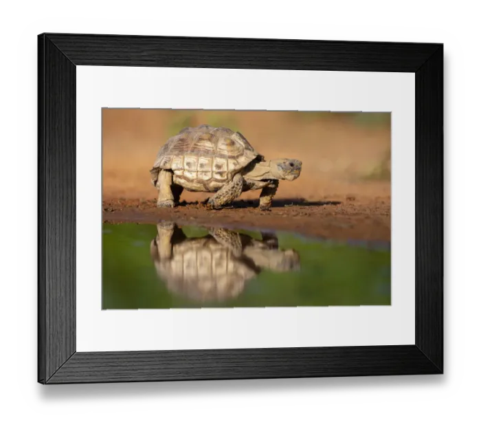 Framed Print : Texas Tortoise (Gopherus berlandieri) walking Framed Print : Texas Tortoise (Gopherus berlandieri) walking
