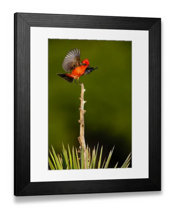 Framed Print : Vermilion Flycatcher (Pyrocephalus rubinus) landing Framed Print : Vermilion Flycatcher (Pyrocephalus rubinus) landing
