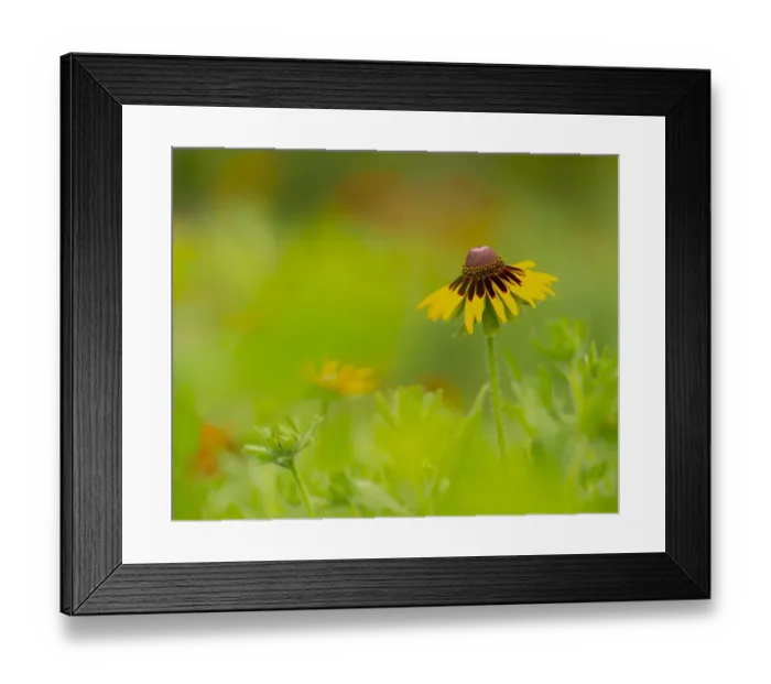 Framed Print : Butterfly garden at the Willows trail, Anahuac National Wildlife Refuge, Texas Framed Print : Butterfly garden at the Willows trail, Anahuac National Wildlife Refuge, Texas