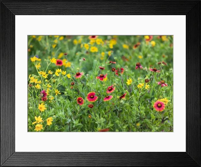 Framed Print : Firewheels (Gaillardia pulchella) in bloom Framed Print : Firewheels (Gaillardia pulchella) in bloom