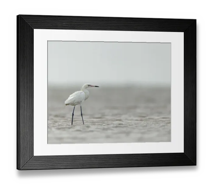 Framed Print : Reddish egret, white phased, Egret rufescens, Bolivar Flats, Texas Framed Print : Reddish egret, white phased, Egret rufescens, Bolivar Flats, Texas