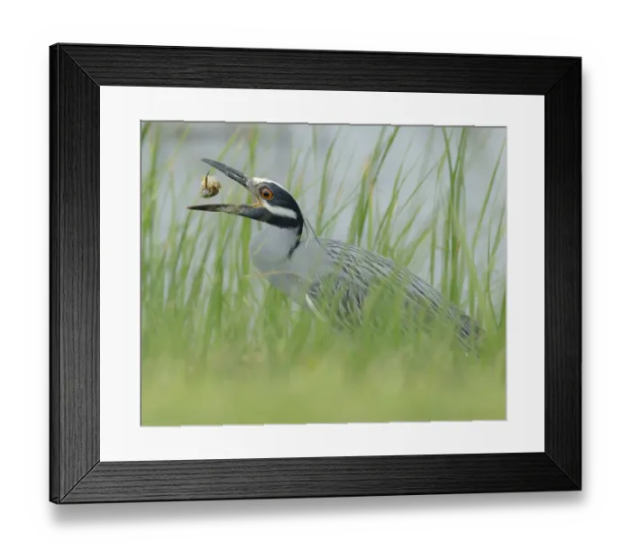 Framed Print : Yellow-crowned night heron eating a crab. Nyctanassa violacea, Horseshoe Marsh, Texas Framed Print : Yellow-crowned night heron eating a crab. Nyctanassa violacea, Horseshoe Marsh, Texas