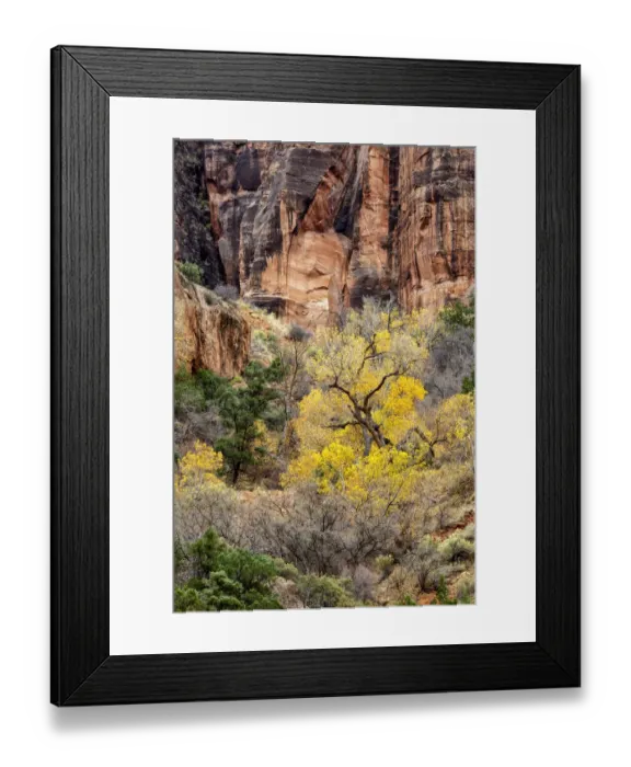 Framed Print : USA, Utah, Zion National Park, Autumn color high above the canyon Framed Print : USA, Utah, Zion National Park, Autumn color high above the canyon
