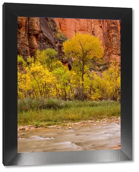 USA, Zion National Park, Fall Colors