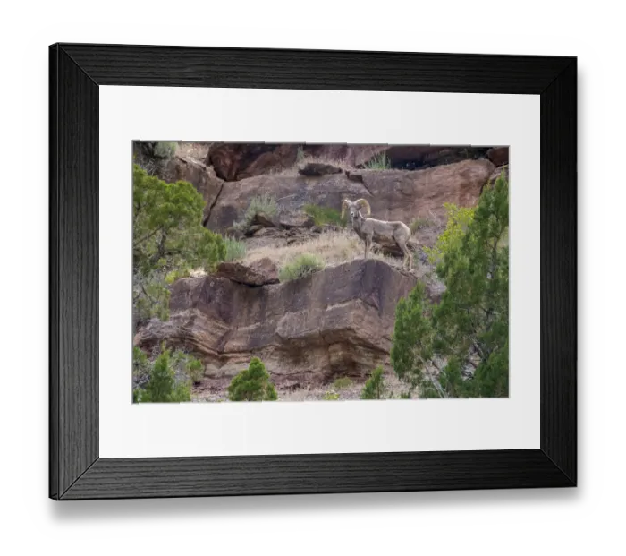 Framed Print : Big horn ram on cliff, Dinosaur National Monument, Utah, USA Framed Print : Big horn ram on cliff, Dinosaur National Monument, Utah, USA