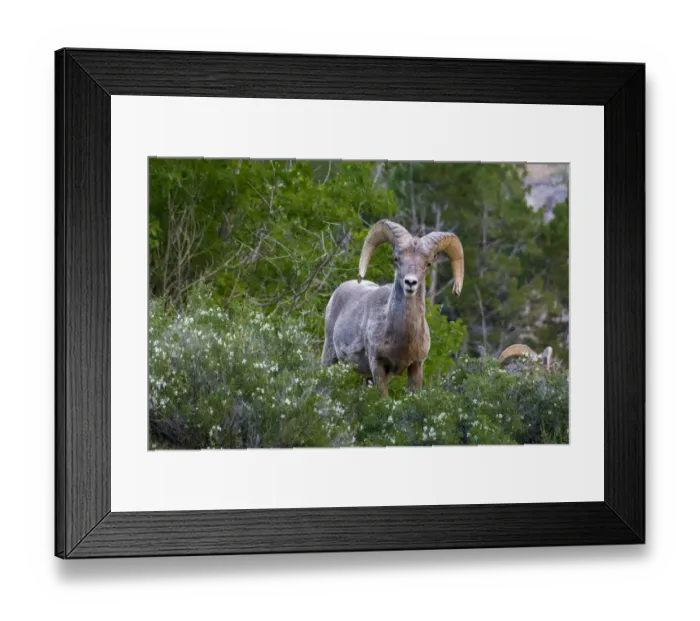 Framed Print : Big horn ram portrait in wildflowers, Dinosaur National Monument, Utah, USA