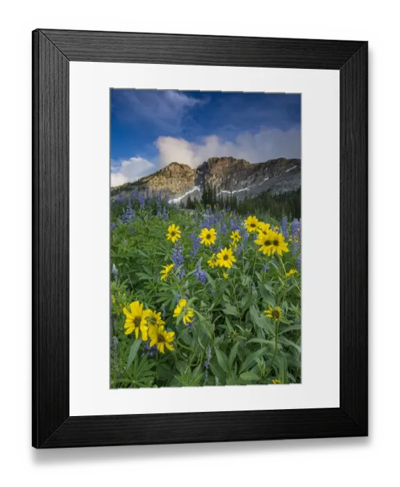 Framed Print : Arnica and lupine, Devils Castle, Albion Basin, Alta Ski Resort Wasatch Mountains