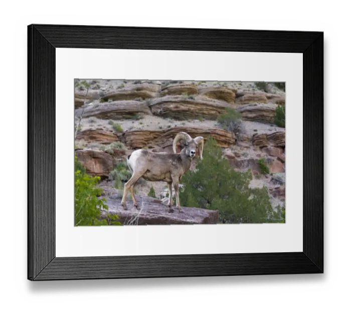 Framed Print : Bighorn ram on cliff, eye contact, Dinosaur National Monument, Utah, USA