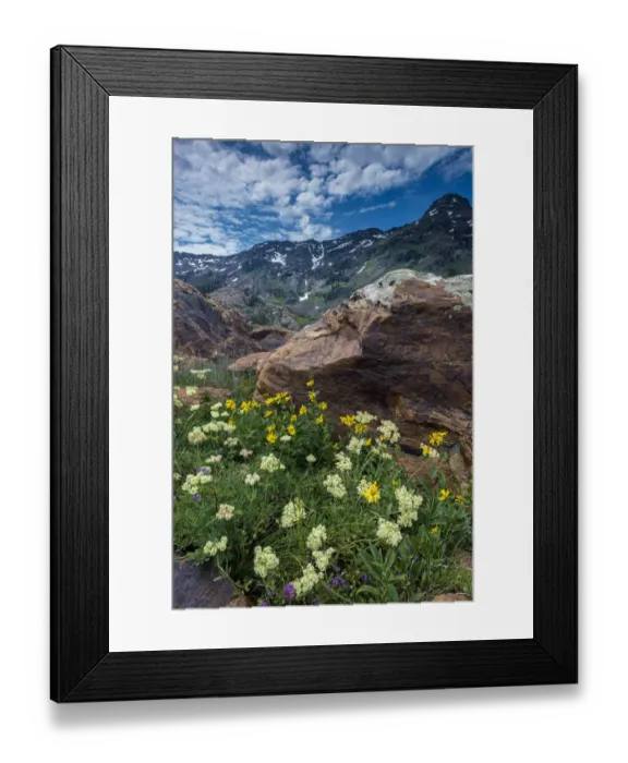 Framed Print : Cow parsnip, mules ear, and quartzite rock in Twin Peaks Wilderness