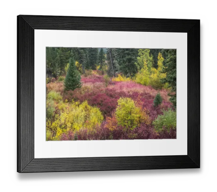 Framed Print : USA, Wyoming, Hoback fall colors along Highway 89 with Dogwood, Willow, Evergreens Framed Print : USA, Wyoming, Hoback fall colors along Highway 89 with Dogwood, Willow, Evergreens
