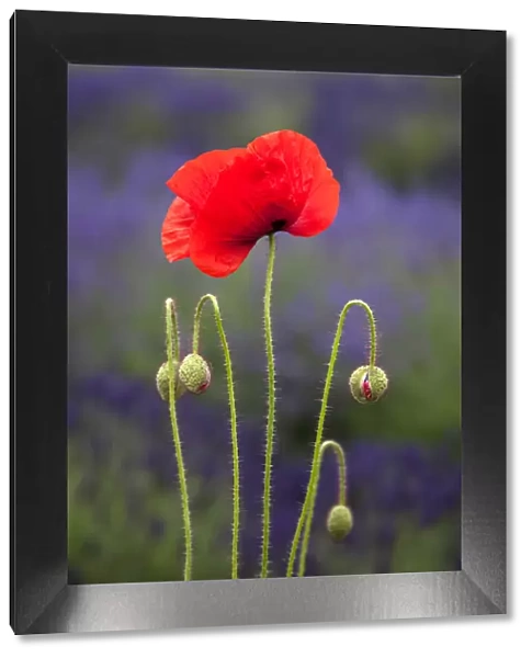 USA, Washington State, Sequim, early summer blooming red poppies