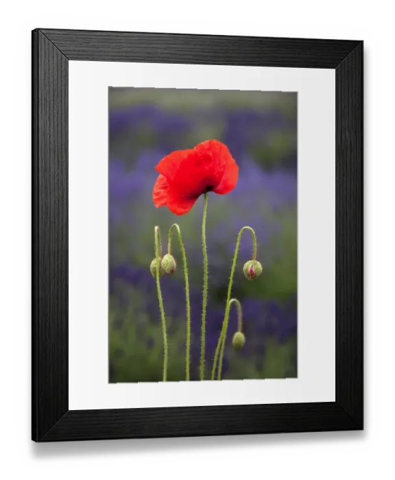 Framed Print : USA, Washington State, Sequim, early summer blooming red poppies