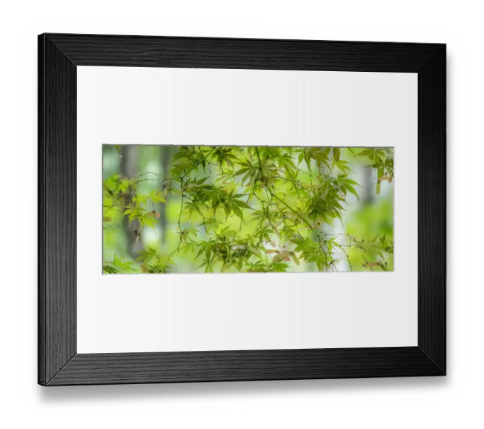 Framed Print : USA, Washington State, Sammamish, looking up through Japanese Maple Leaves in Autumns