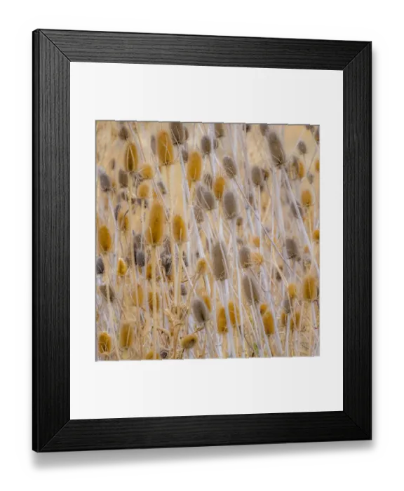 Framed Print : USA, Washington State, Palouse, Eastern Washington and Teasel and grasses gold colors Framed Print : USA, Washington State, Palouse, Eastern Washington and Teasel and grasses gold colors