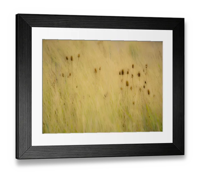 Framed Print : USA, Washington State, Palouse, Eastern Washington and Teasel and grasses gold colors