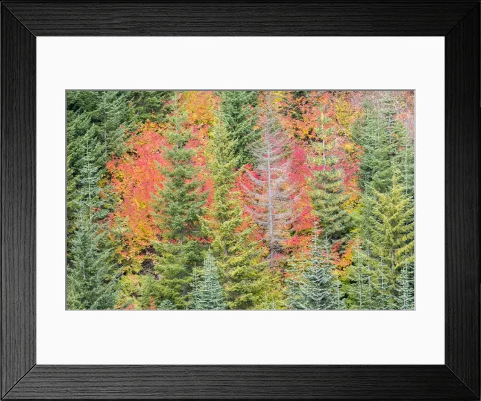 Framed Print : USA, Stampede Pass, Washington State, Cascade Mountains with reds of Vine Maple trees
