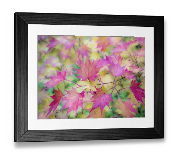 Framed Print : USA, Washington State, Sammamish Japanese Maple leaves fall colors in gold and reds Framed Print : USA, Washington State, Sammamish Japanese Maple leaves fall colors in gold and reds