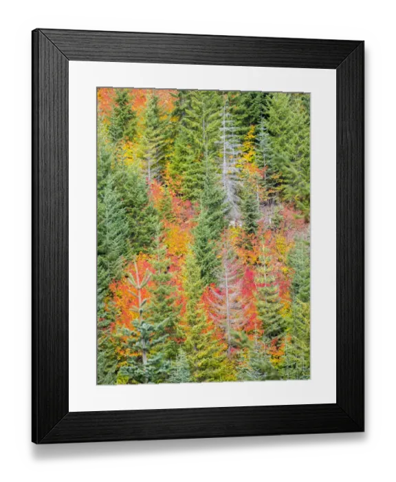 Framed Print : USA, Stampede Pass, Washington State, Cascade Mountains with reds of Vine Maple trees