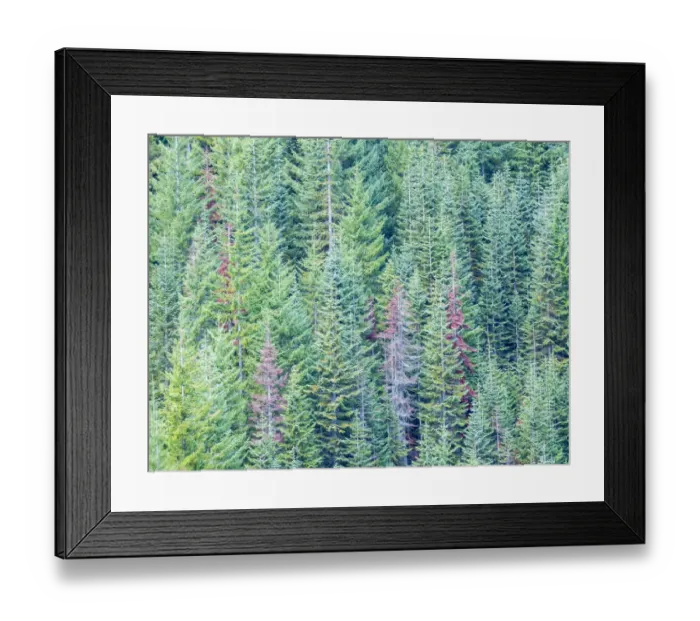 Framed Print : USA, Stampede Pass, Washington State, Cascade Mountains Douglas Fir Evergreens autumn