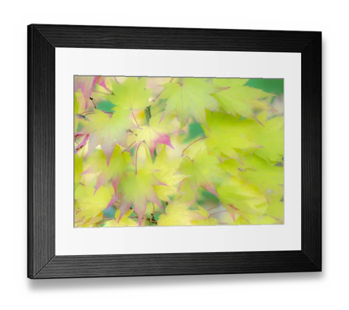 Framed Print : USA, Washington State, Sammamish Japanese Maple leaves fall colors in gold and reds