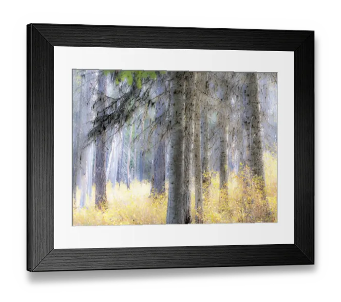 Framed Print : USA, Washington State, Blewett Pass in autumn and Larch trees in fire damaged area Framed Print : USA, Washington State, Blewett Pass in autumn and Larch trees in fire damaged area