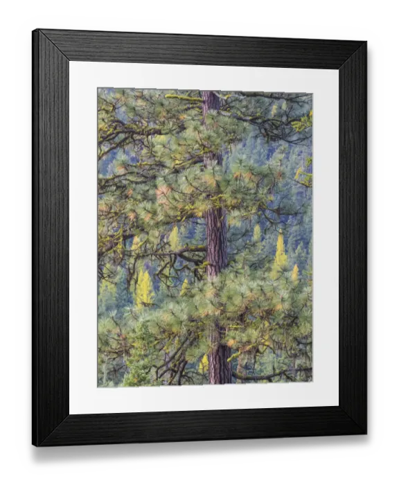 Framed Print : USA, Washington State, Blewett Pass in autumn and Pine Trees