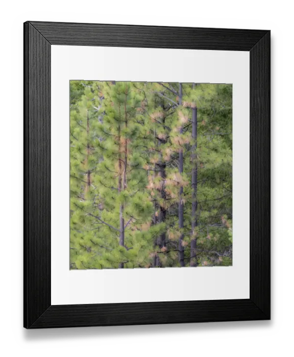 Framed Print : USA, Washington State, Blewett Pass in autumn and Pine Trees Framed Print : USA, Washington State, Blewett Pass in autumn and Pine Trees