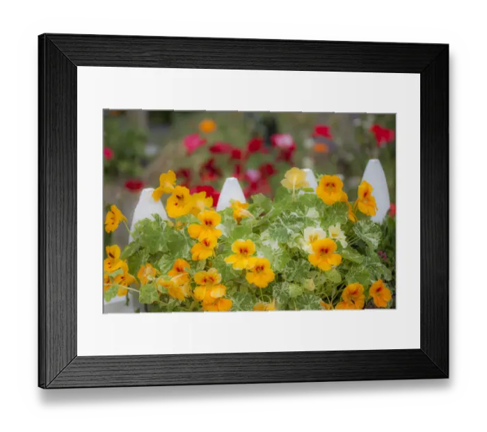 Framed Print : USA, Washington State, Sequim, early summer blooming Nasturtium and white picket fence Framed Print : USA, Washington State, Sequim, early summer blooming Nasturtium and white picket fence