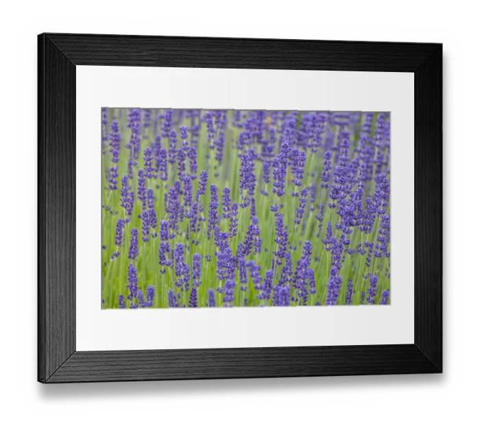 Framed Print : USA, Washington State, Sequim, early summer blooming Lavender fields Framed Print : USA, Washington State, Sequim, early summer blooming Lavender fields