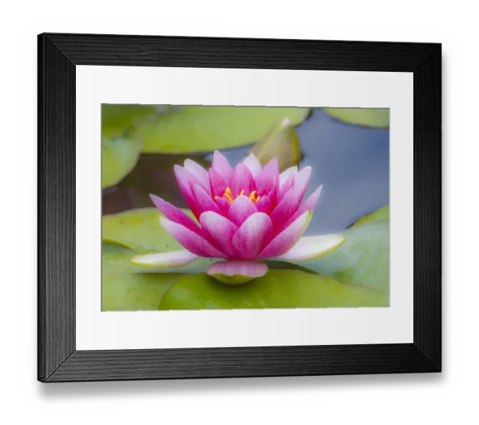 Framed Print : USA, Washington State, Seattle, Woodland Park garden with waterlilies blooming