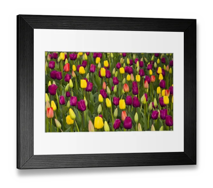 Framed Print : USA, Washington State, Skagit, Western Washington springtime blooming tulips Framed Print : USA, Washington State, Skagit, Western Washington springtime blooming tulips