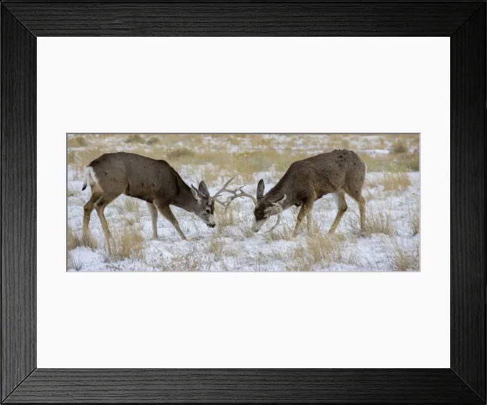 Framed Print : Young mule deer bucks play fighting, Rawlins, Wyoming, USA Framed Print : Young mule deer bucks play fighting, Rawlins, Wyoming, USA
