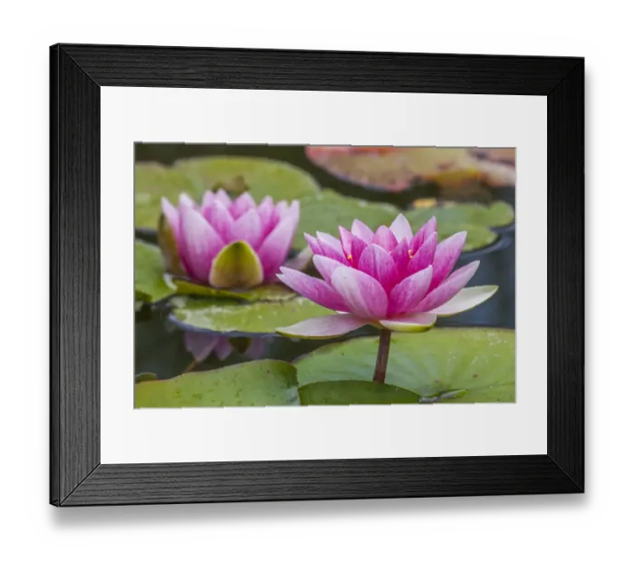 Framed Print : USA, Washington State, Seattle, Woodland Park garden with waterlilies blooming Framed Print : USA, Washington State, Seattle, Woodland Park garden with waterlilies blooming