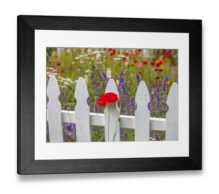 Framed Print : USA, Washington State, Sequim, early summer blooming red poppies with white picket fence Framed Print : USA, Washington State, Sequim, early summer blooming red poppies with white picket fence