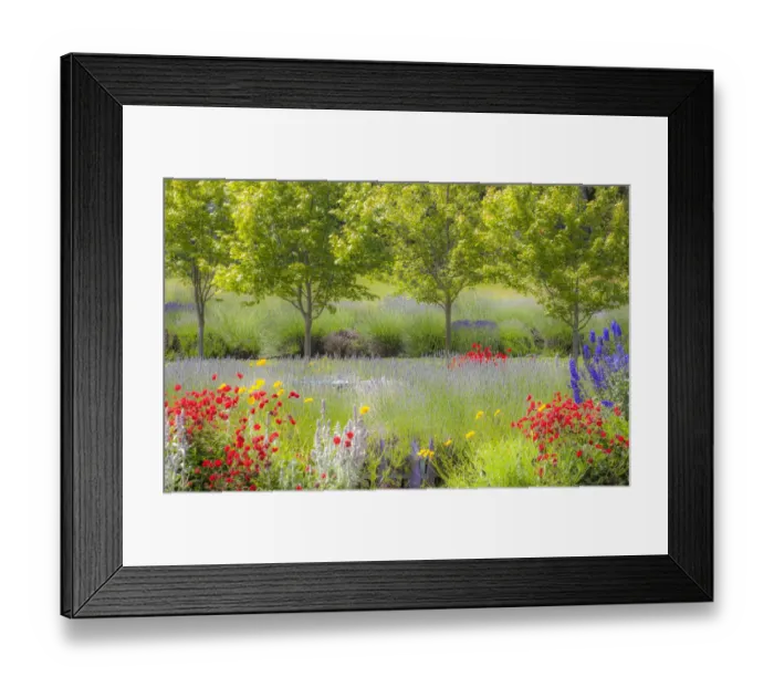 Framed Print : USA, Sequim, Washington State, Pacific Northwest Red Poppies, Lavender garden Framed Print : USA, Sequim, Washington State, Pacific Northwest Red Poppies, Lavender garden