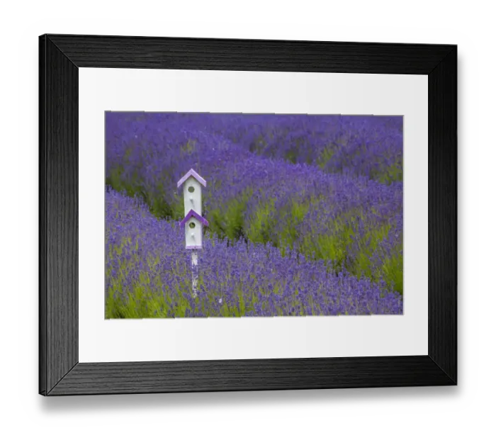 Framed Print : USA, Washington State, Sequim, early summer blooming Lavender fields rows with bird house