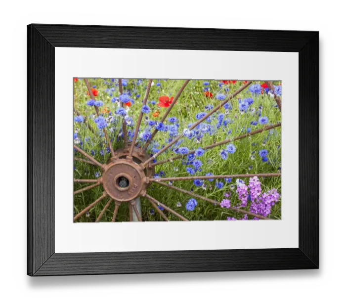 Framed Print : USA, Washington State, Sequim, early summer with blooming bachelor Framed Print : USA, Washington State, Sequim, early summer with blooming bachelor