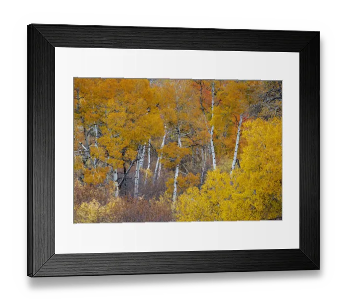 Framed Print : Yellow and orange Aspen trees with prominent trunks, Teton Valley, Wyoming