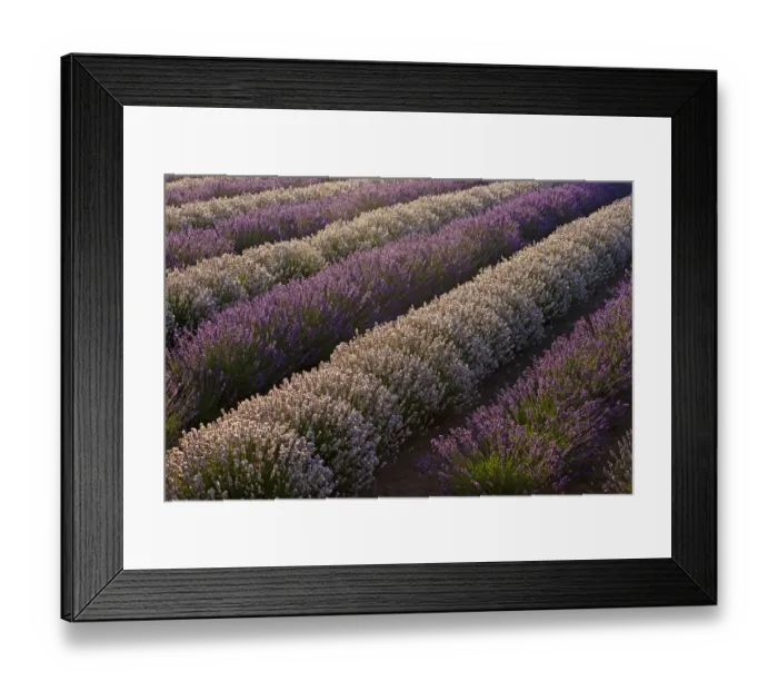 Framed Print : USA, Sequim, Washington State, field of Lavender Framed Print : USA, Sequim, Washington State, field of Lavender