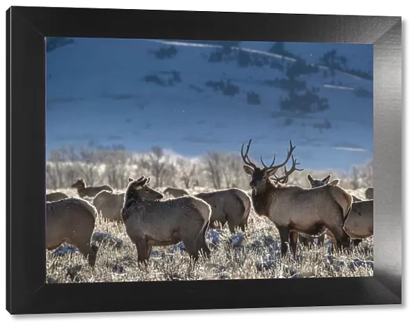 Bull elk towers over his harem of four females. Grand Teton National Park, Wyoming