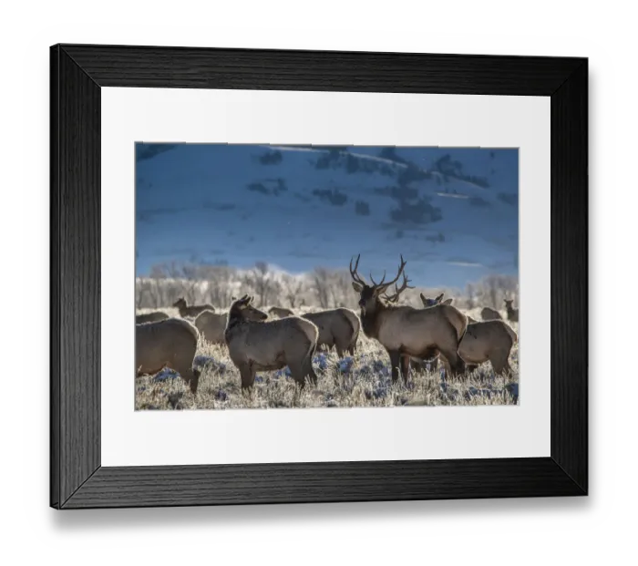 Framed Print : Bull elk towers over his harem of four females. Grand Teton National Park, Wyoming Framed Print : Bull elk towers over his harem of four females. Grand Teton National Park, Wyoming