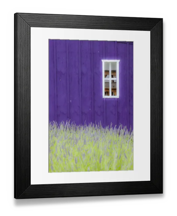 Framed Print : USA, Sequim, Washington State, field of Lavender and Lavender painted wood barn